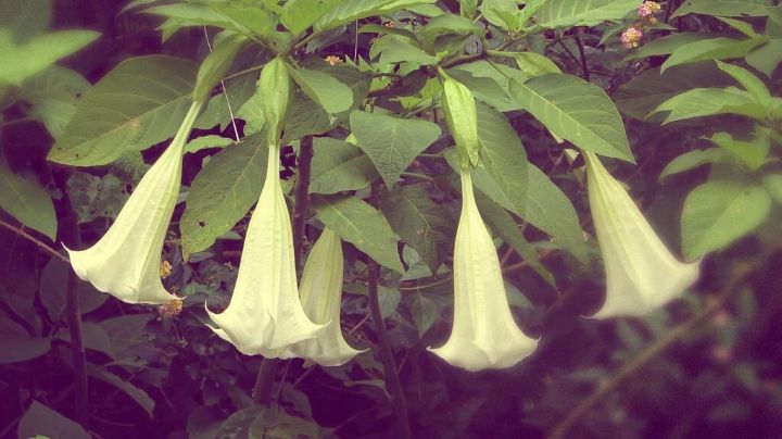 Toloache, ¿para el amor eterno o con beneficios para la salud? Esto dice la ciencia
