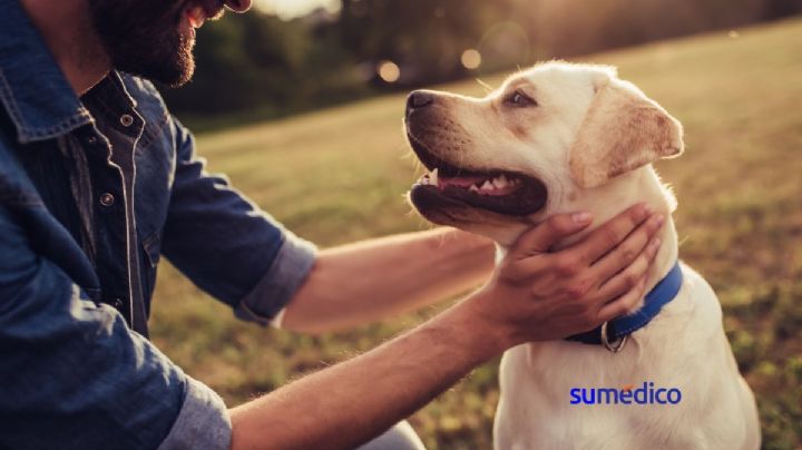 ¿Sabías que los perros son capaces de descubrir cuándo estás estresado?