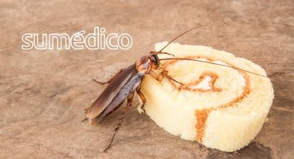 ¿Qué es lo que más atrae a la super cucaracha? Cuidado con este olor en tu casa