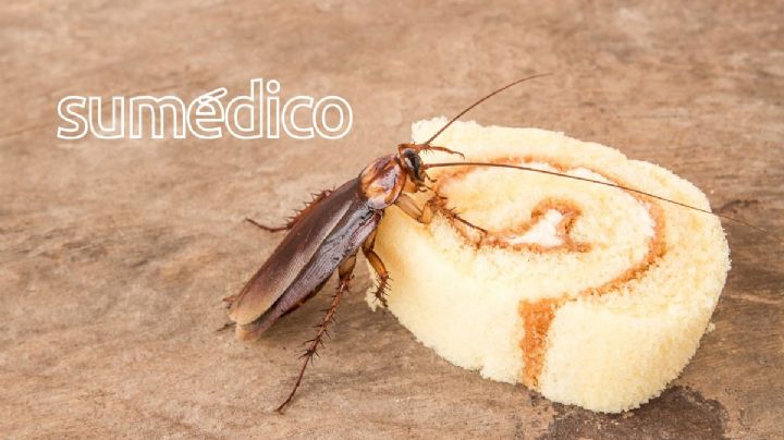 ¿Qué es lo que más atrae a la super cucaracha? Cuidado con este olor en tu casa
