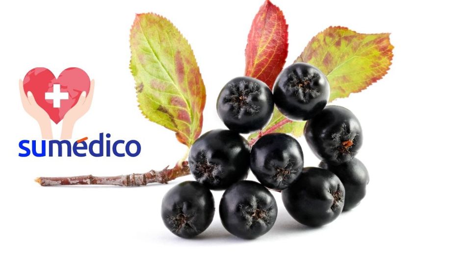 Conoce los beneficios de la aronia negra, una fruta que te sorprenderá.