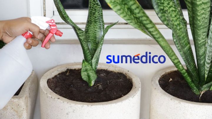 ¿Qué cura la lengua de suegra? Los beneficios de esta planta