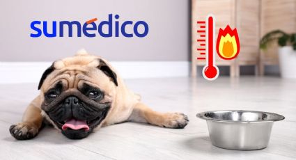 ¿Cómo saber si mi mascota tiene un golpe de calor? 6 acciones para prevenirlo