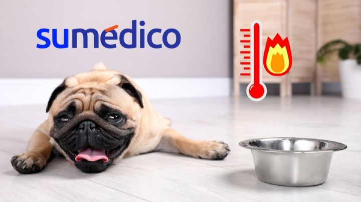 ¿Cómo saber si mi mascota tiene un golpe de calor? 6 acciones para prevenirlo