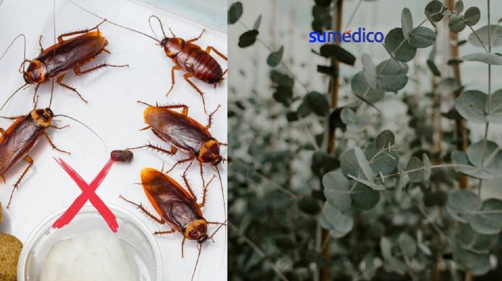 Truco con eucalipto para alejar a las cucarachas de tu hogar