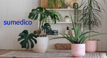 Plantas ideales para tener en casa que ayudan a disminuir el calor