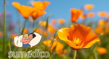 ¿Cómo usar la amapola de California para dormir?