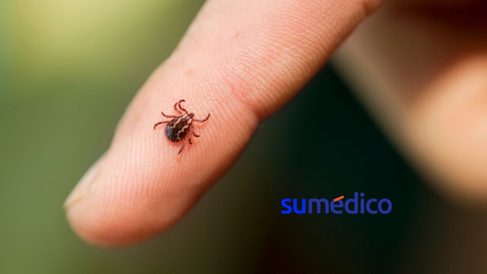 Las garrapatas son portadoras de la enfermedad de Lyme