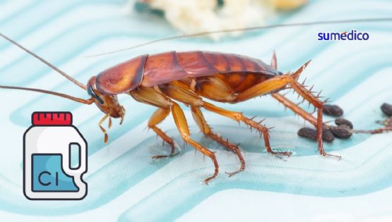 Qué tan efectivo es trapear con CLORO contra las cucarachas
