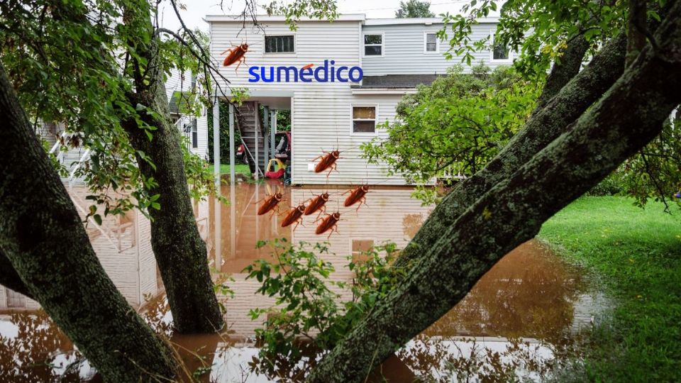 La temporada de lluvia no impide que aparezcan las cucarachas