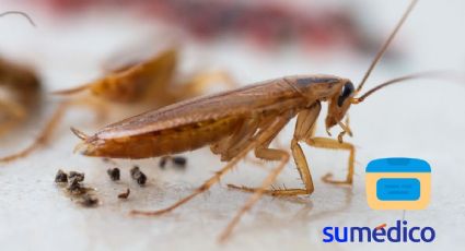 ¿Cómo hacer que una cucaracha salga de su escondite? Prueba este truco casero