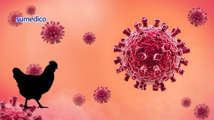“La gripe aviar es endémica en animales, lo nuevo es el contagio en humanos”: experto