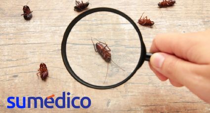 ¿Cómo identificar una plaga de cucarachas en CDMX?