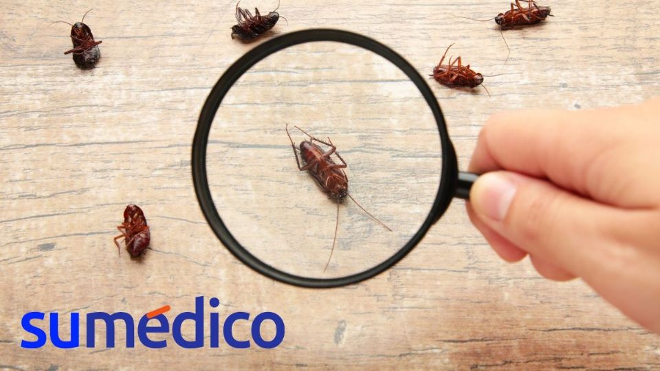 ¿Plaga de cucarachas? Así puedes identificarla.