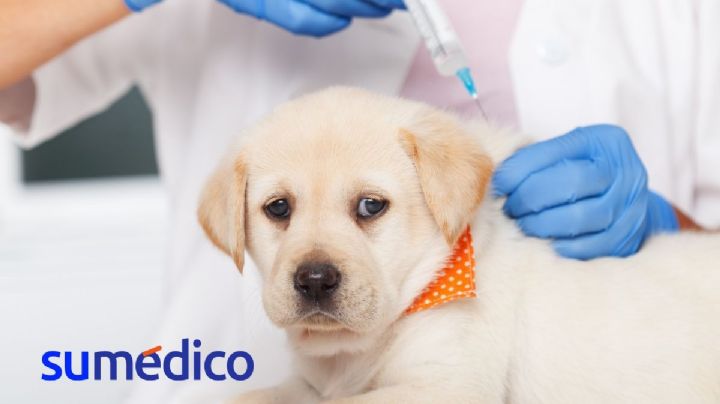 ¿Cuáles son las vacunas obligatorias de tus mascotas?