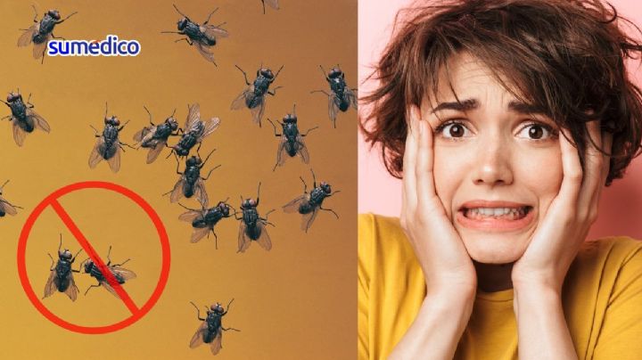 ¿Por qué hay tantas moscas? Así evitas que entren a tu casa