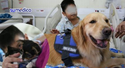 Así ayudan los perros de terapia a la estabilidad emocional de los niños