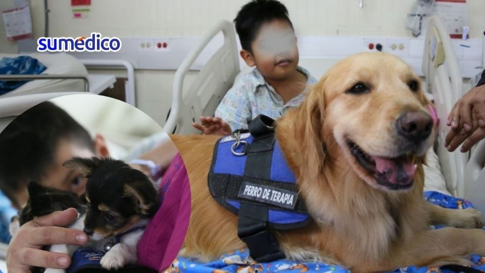 Los perros de terapia dan tranquilidad a los pacientes pediátricos que se someten a distintos procedimientos médicos.