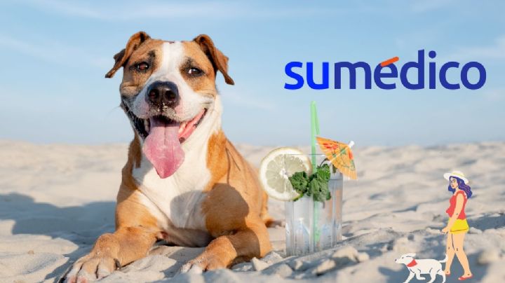 ¿Qué debo tomar en cuenta para llevar a mi perro a la playa?