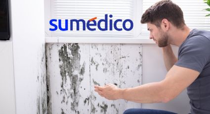 ¿Cómo se puede eliminar el moho en las paredes? Utiliza estas 3 plantas