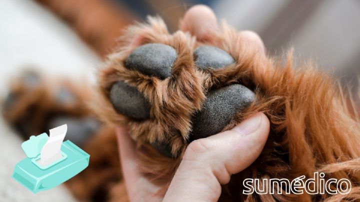 ¿Cómo puedo limpiar las patas de mi perro? Haz estas toallitas caseras