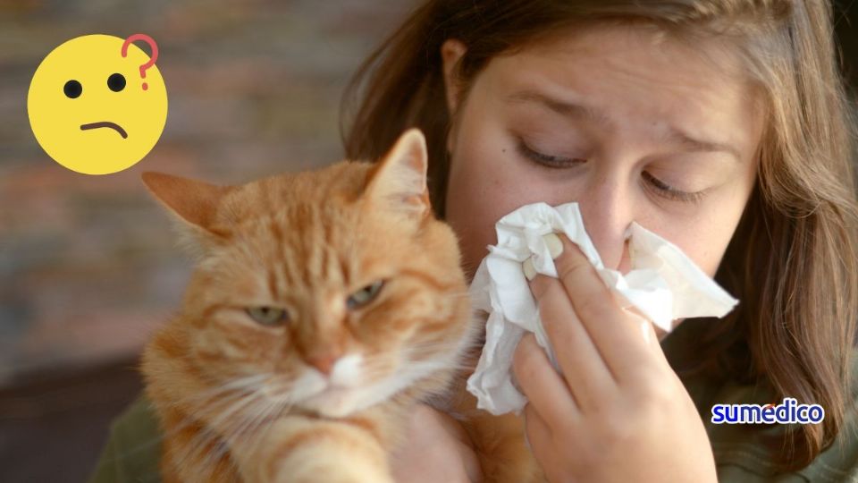 La alergia a los gatos es común pero puede manejarse con algunos consejos.