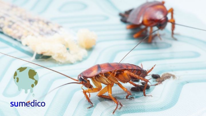 El aceite que debes usar contra las cucarachas