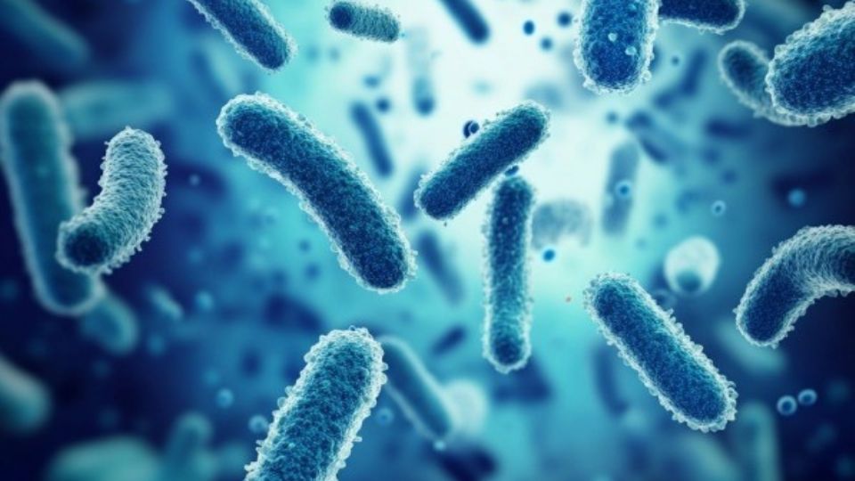 Los probióticos ofrecen varios beneficios esenciales para la salud digestiva.