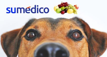 ¿Qué pasa si le doy melón a un perro? Conoce las frutas que le puedes dar