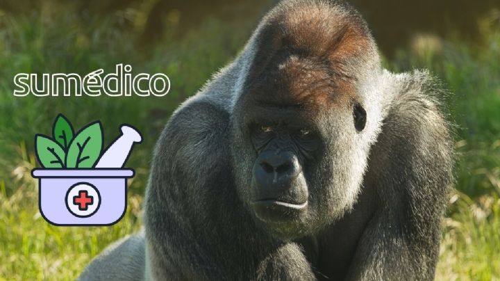 Plantas medicinales que usan gorilas ¿esperanza de nuevos tratamientos?