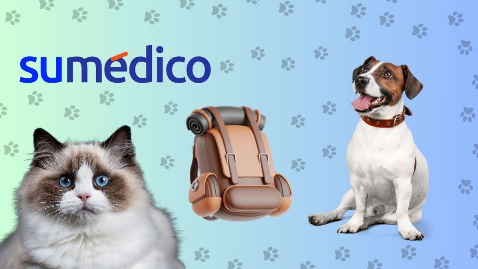 Conoce cómo realizar una mochila emergencia para ti y tu mascota.