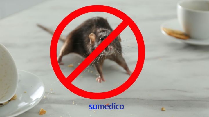 ¿Cómo prevenir que los ratones entren a tu hogar?