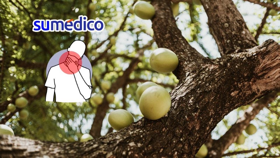 Su fruto, pulpa, semillas y flores son ampliamente utilizados en la medicina tradicional.