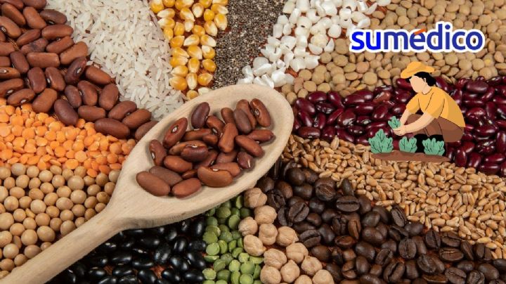 ¿Cuál es la proteína vegetal y cómo impacta en la salud según Harvard?