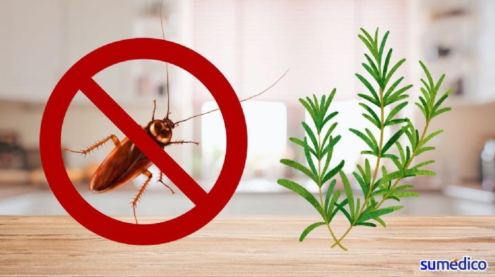 Cómo usar romero para deshacerte de las cucarachas de forma natural