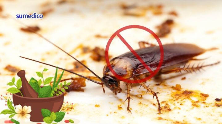 5 ingredientes naturales MÁS efectivos para alejar cucarachas