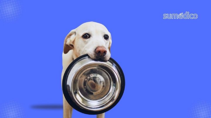 7 alimentos que NO deben comer los perros