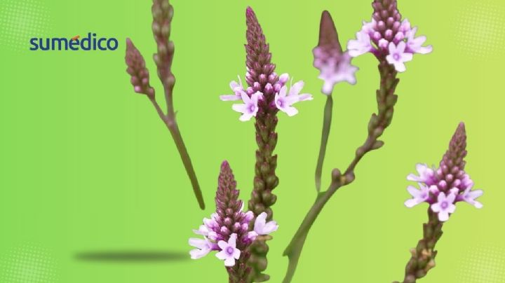 Verbena, la planta ancestral que ayuda a aliviar el insomnio