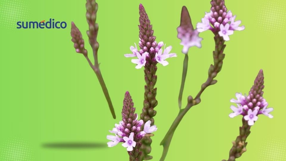 La verbena es parte de la herbolaria mexicana