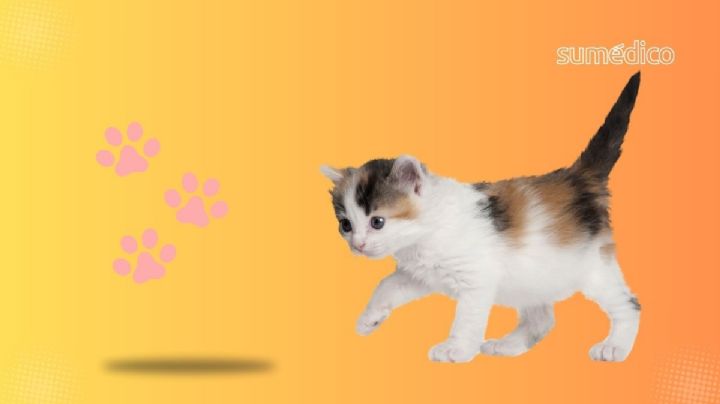 Guía definitiva para cuidar a tu gato: cuidados iniciales y errores para evitar