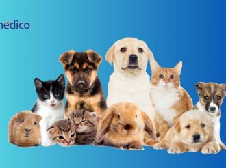 ¿Qué mascotas prefieren los mexicanos? Esto revela el INEGI