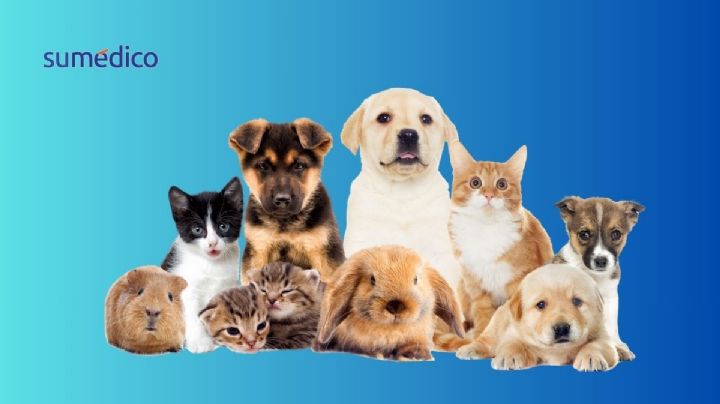 ¿Qué mascotas prefieren los mexicanos? Esto revela el INEGI