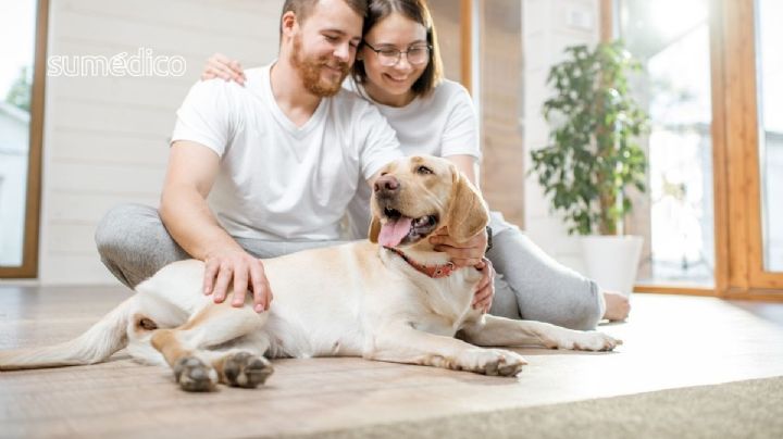 ¿Por qué parejas jóvenes prefieren tener mascotas en lugar de hijos? Esto dicen los expertos