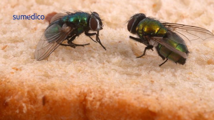 El método infalible para ahuyentar a las moscas de la casa y el jardín