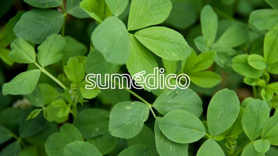 La alfalfa es una hierba con propiedades para la salud