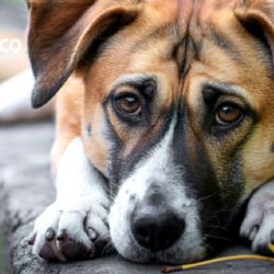 ¿Cómo saber si tu perro tiene depresión? Esto dicen los expertos