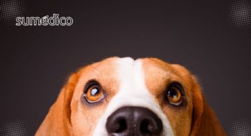 ¿Tu perro está en riesgo en tu casa? Plantas tóxicas que pueden dañarlo