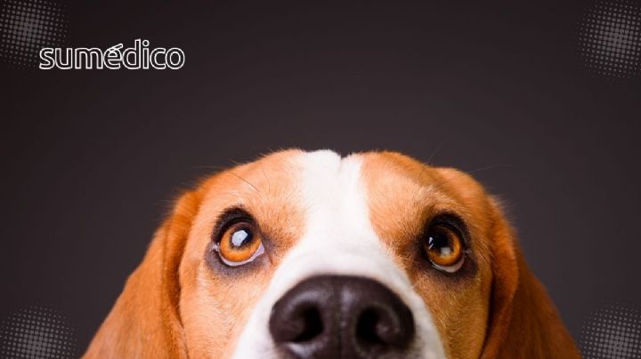 ¿Tu perro está en riesgo en tu casa? Plantas tóxicas que pueden dañarlo