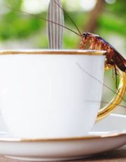 Foto descriptiva de: “Leche” de cucaracha: estudian sus beneficios para la dieta humana