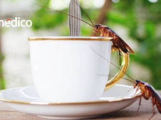 “Leche” de cucaracha: estudian sus beneficios para la dieta humana